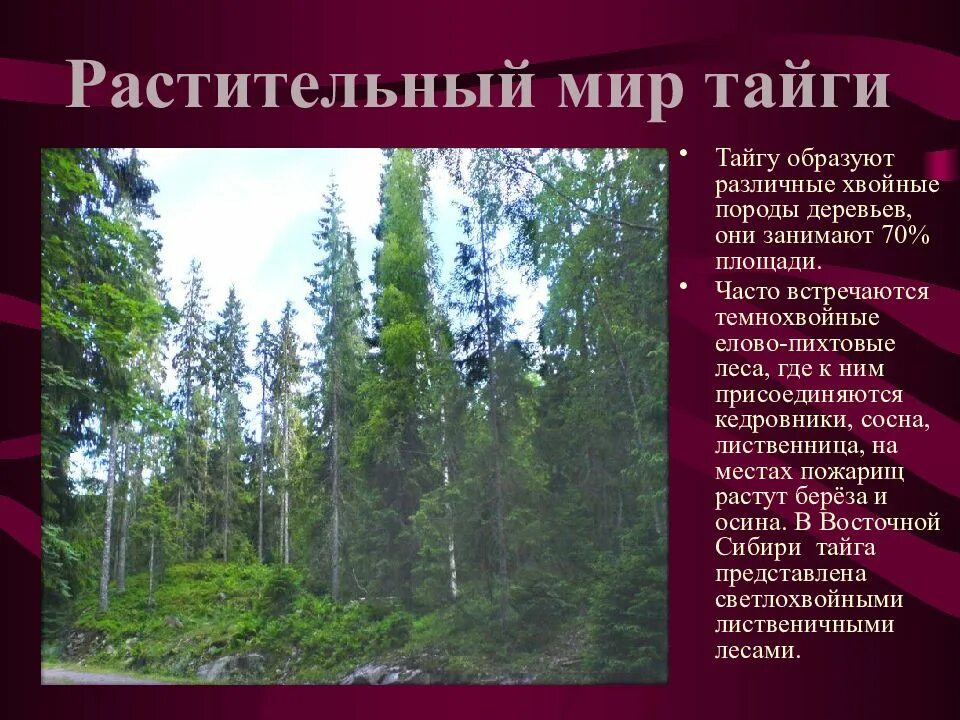 Какие из этих деревьев образуют тайгу
