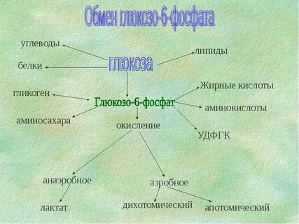 Особенности строения белков углеводов липидов