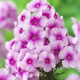Флоксы корневища