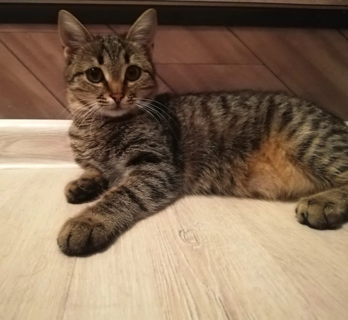 Кошка костанай