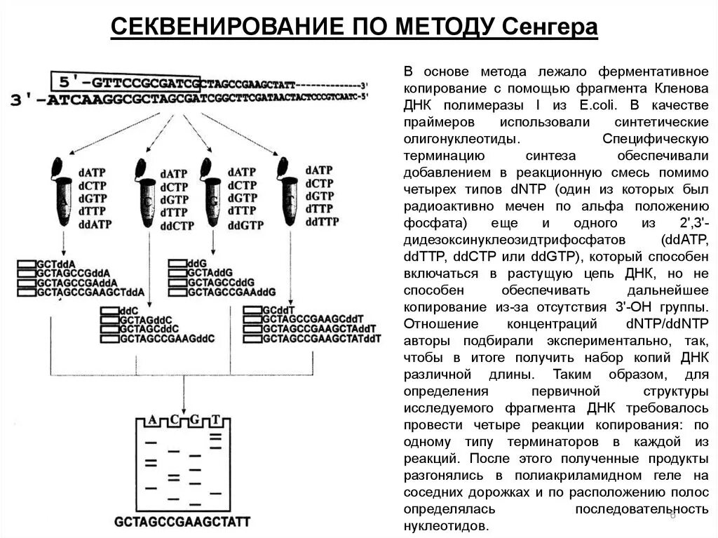 Метод секвенирования днк. Секвенирование по Сэнгеру. Секвенирование ДНК метод Сэнгера. Секвенирование по Сэнгеру этапы. Метод Сэнгера метод обрыва цепи.