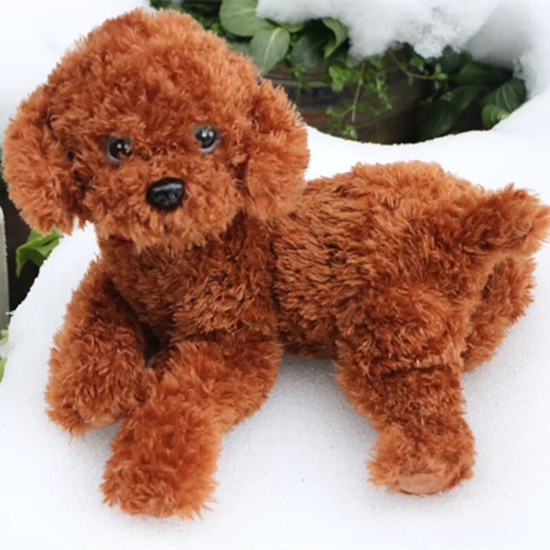 Порода собак Тедди пудель. Порода Тедди Беар. Собачка похожая на игрушку. Маленькие плюшевые собаки живые.