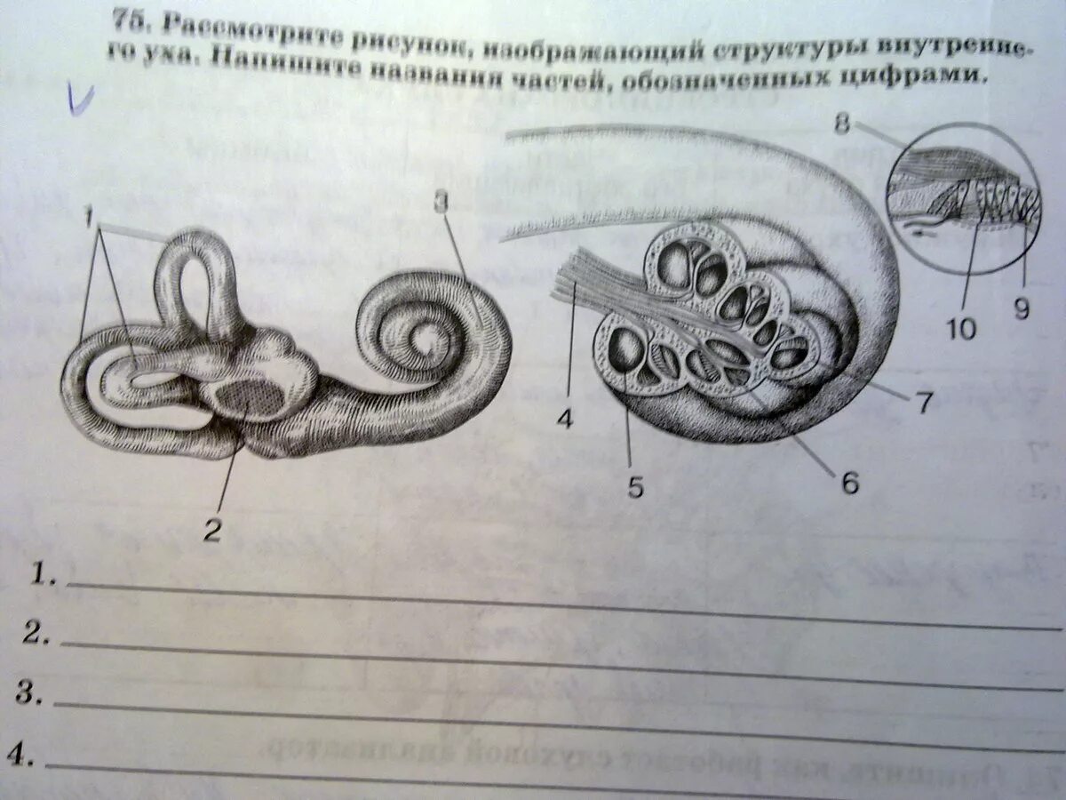 Биология 8 класс 60. Рисунок 77 биология 8 класс. Рисунок 72 биология 8 класс. Рисунок 70 биология 8 класс. Рисунок 130 биология 8 класс.