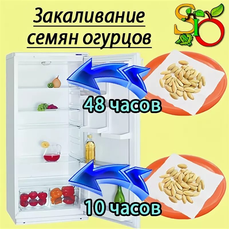 закаливание семян в холодильнике. стратификация семян перед посевом. термообработка семян. закалка семян. семена в холодильнике.