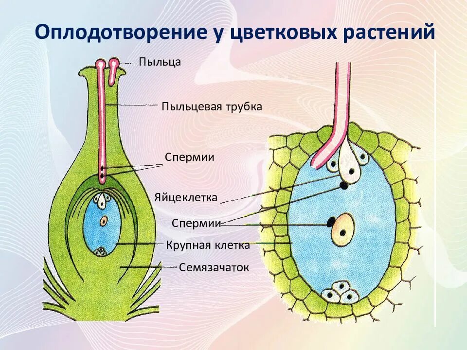 Оплодотворение покрытосеменных растений схема. Размножение покрытосеменных растений схема. Схема полового размножения цветковых растений. Процесс оплодотворения у цветковых растений. Вегетативное и генеративное ядро