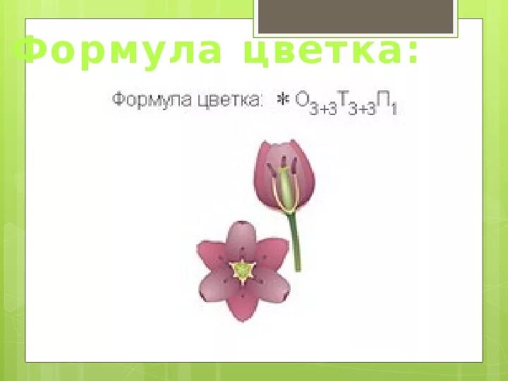 Какая формула цветка лилейных. Формула цветка ландыша. Формула цветка лилейных растений. Формула цветка лилейных у ландыша.
