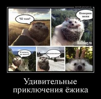 Еж анекдот