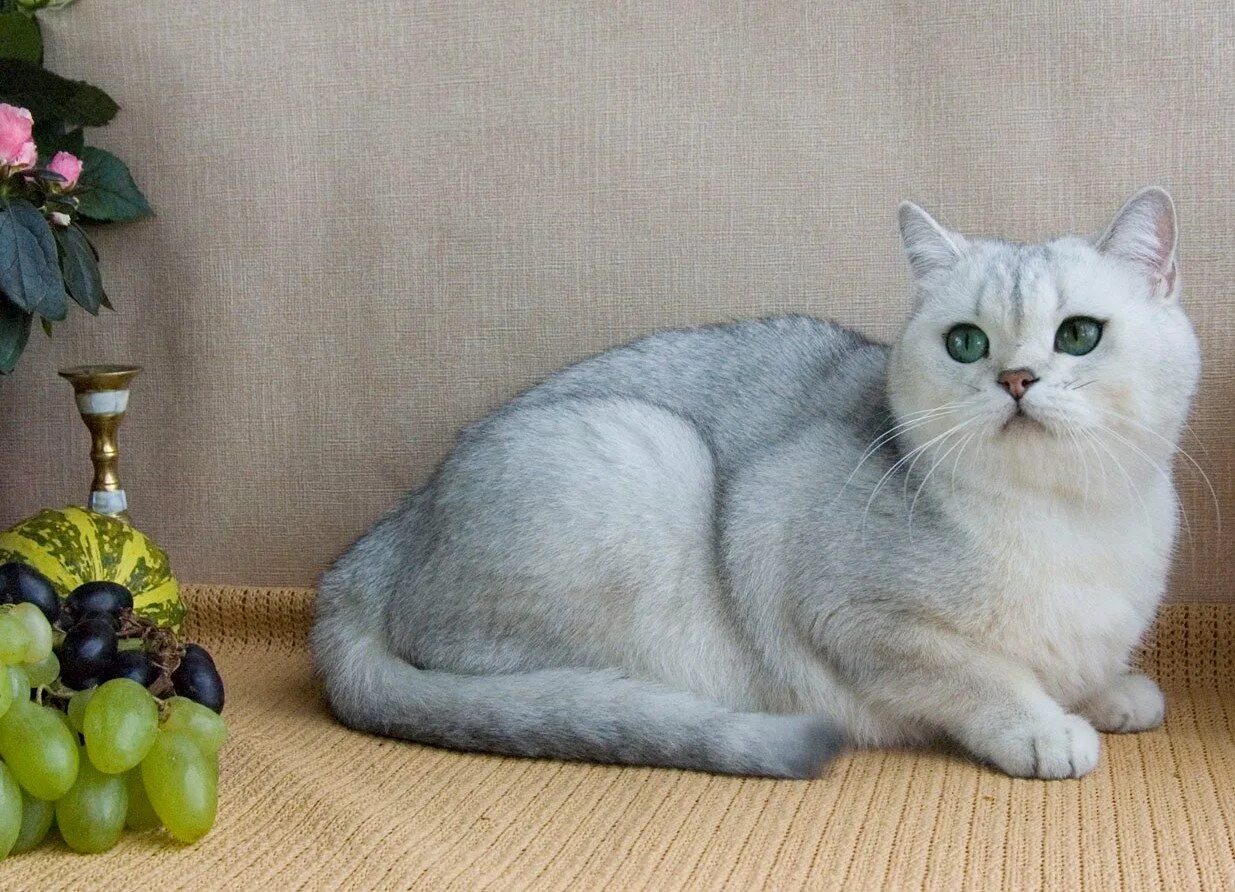 Шотландская короткошерстная шиншилла. Шиншилла Британская голубая. Сибирская шиншилла. Британская короткошёрстная шиншилла