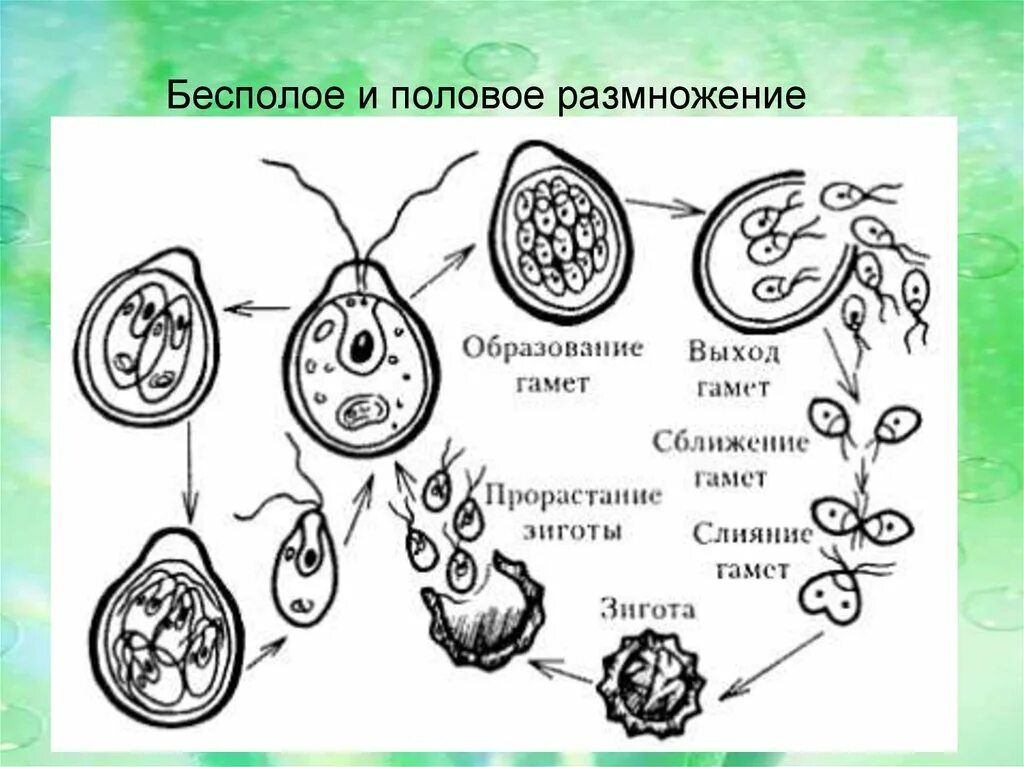 Хромосомы водорослей. Цикл развития водорослей схема. Жизненный цикл хламидомонады ЕГЭ. Цикл размножения одноклеточной водоросли. Цикл развития водоросли хламидомонады.