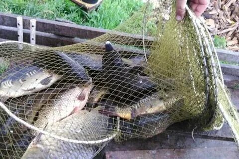 Кокино платная рыбалка