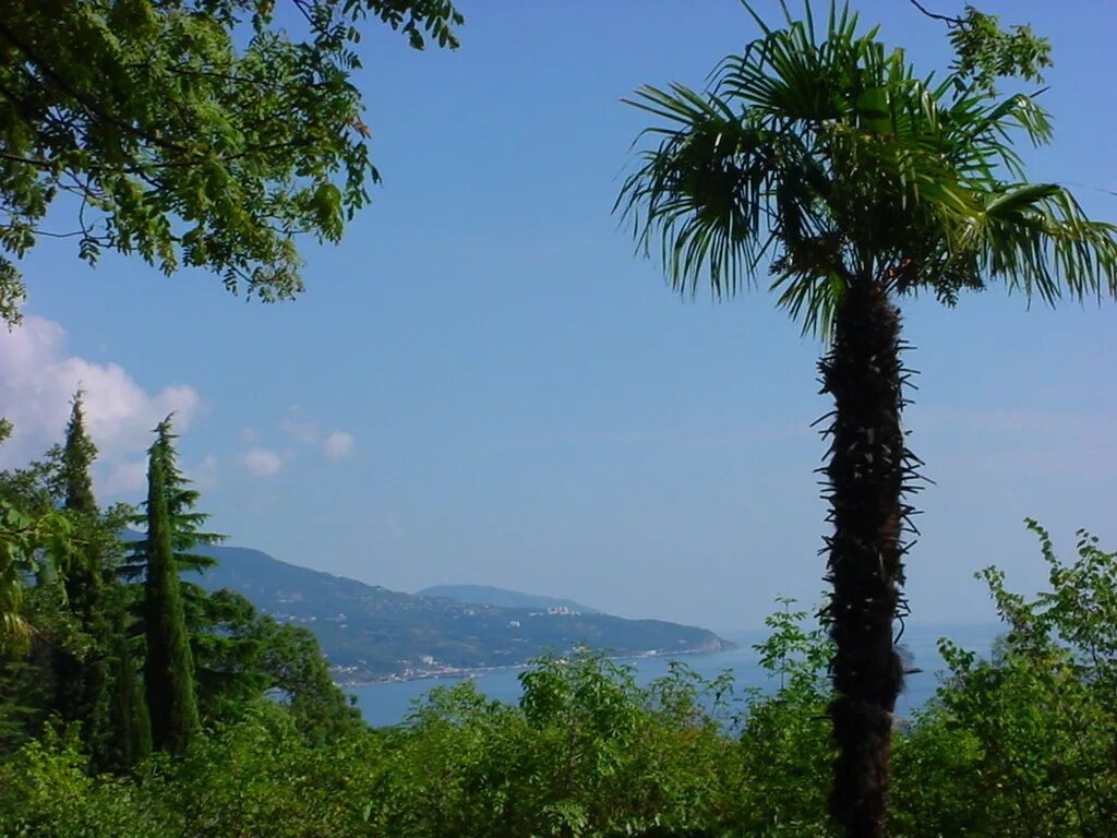 кипарис крымский пирамидальный. гурзуф медведь гора кипарисы. южный берег крыма пальмы. ялта крым кипарисы море горы. кипарис ялта.