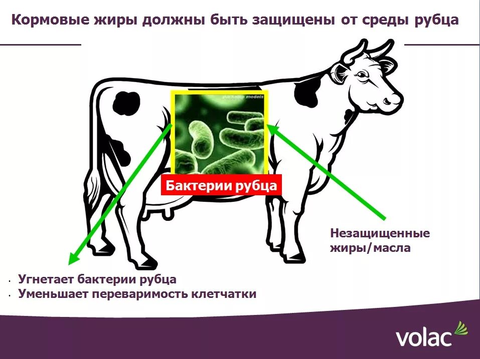 Бактерии рубца жвачных. Бактерии рубца жвачных