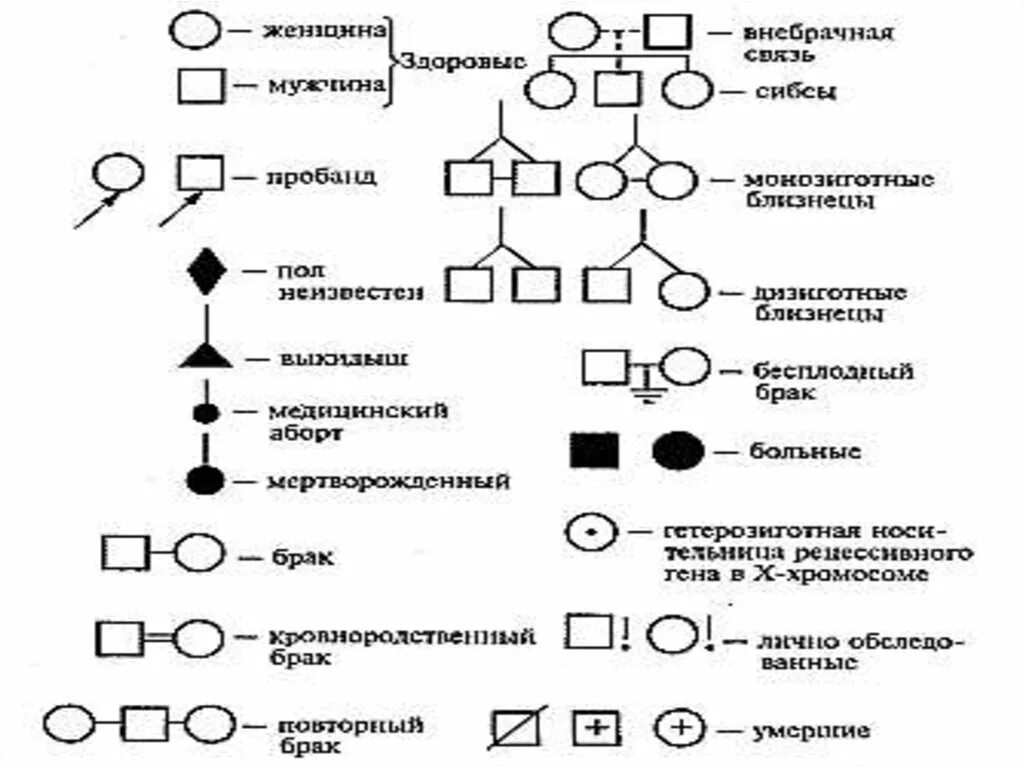 Методы изучения генетики человека генеалогический