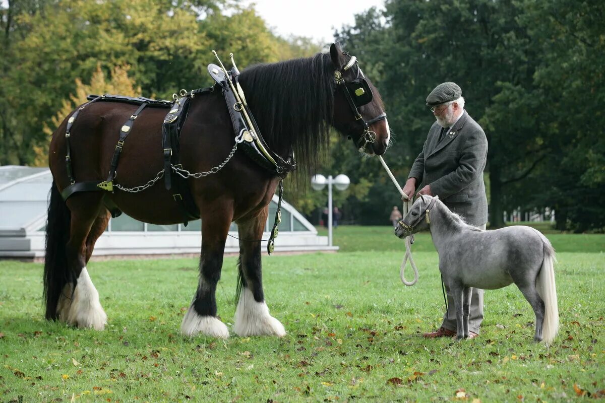 Покажи большую лошадь. Арденская порода лошадей. Покажи большую лошадь. Арденский тяжеловоз. Тяжеловоз шайр.