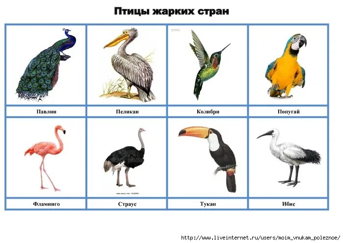 дикие птицы жарких стран. животные и птицы жарких стран для детей. животные и птицы жарких стран. животные жарких стран карточки для детей. животные и птицы жарких стран.
