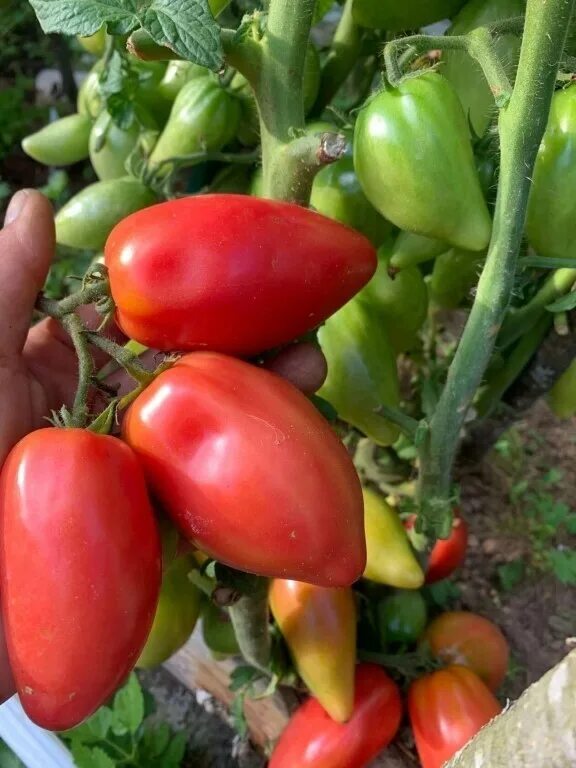 томат десперадо характеристика