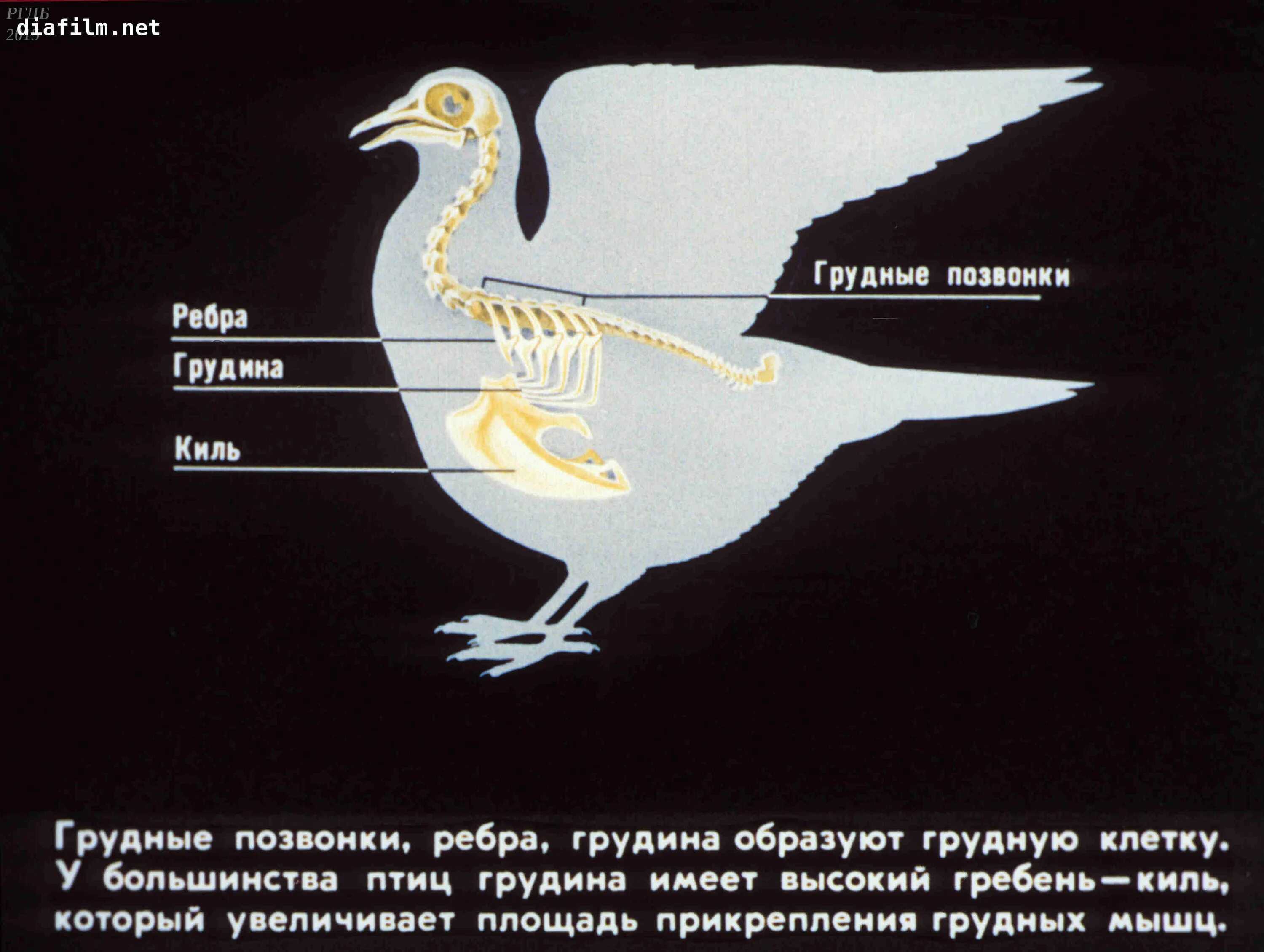 Киль у птиц. Птица анатомия киль. Грудной киль у птиц. Функции киля у птиц. Вырост грудины киль