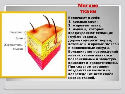 Эпидермис кровеносные сосуды