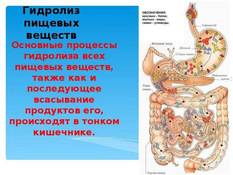 Какой орган переваривает пищу. Процесс переваривания пищи в кишечнике. пищеварение в кишечнике всасывание. расщепление пищи в организме. происходит основной процесс переваривания пищи.