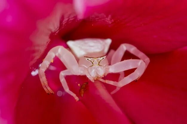 Розовый краб. Белый паук краб. Паук краб орхидейный. Розовый краб паук.
