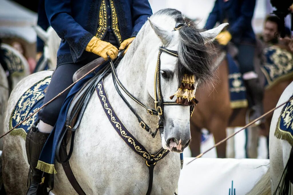 0 horses. Андалуз испанская школа верховой езды. Испанские Королевские лошади. Андалузская лошадь со всадником. Испанская школа верховой езды.