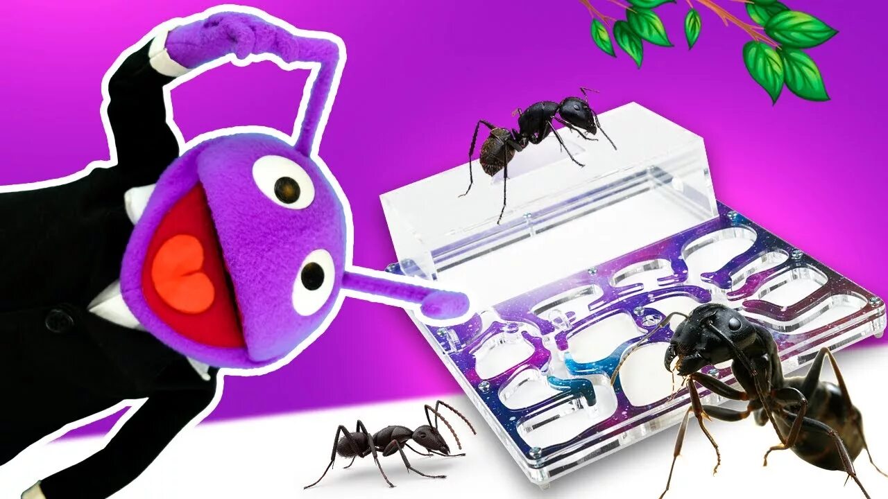 Mr ant