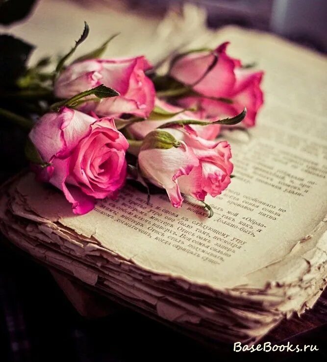 Раскрытая книга. Красивые книги и розы. Обои цветы и книга. Красивые книги. Книга это цветок.