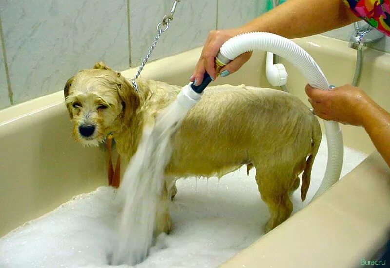 Сколько раз мыть собаку. Мытье собаки. Собака моется. Собака купается. Собаку моют.