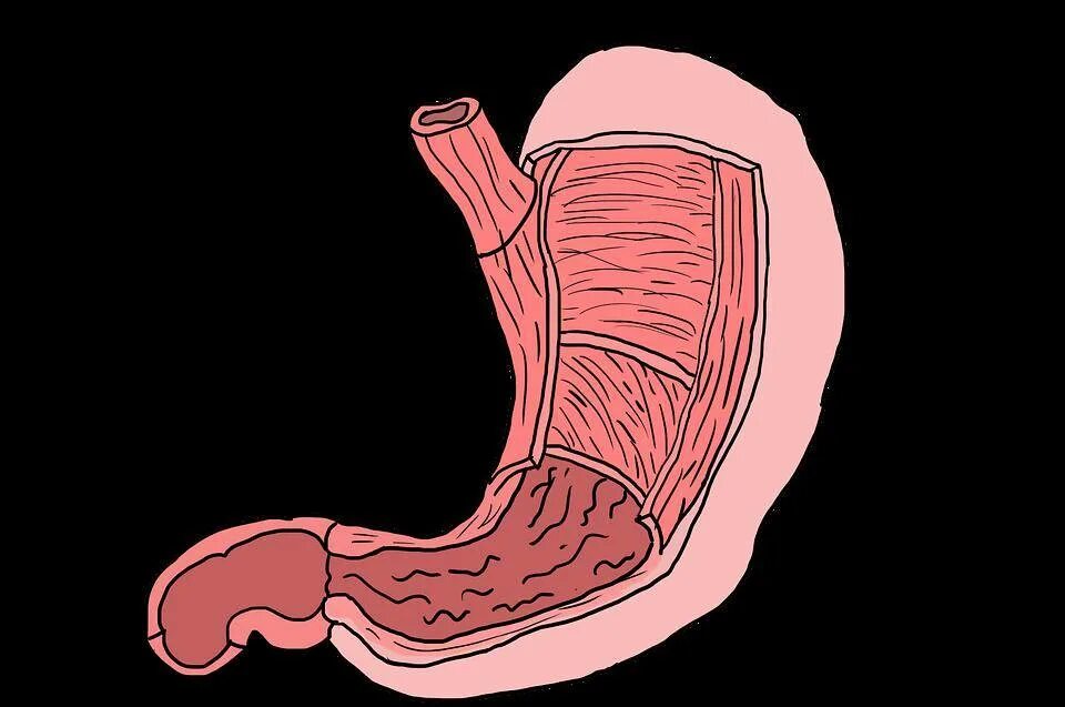 Желудок рисунок. Желудок изнутри рисунок. Слизистая желудка вырабатывает