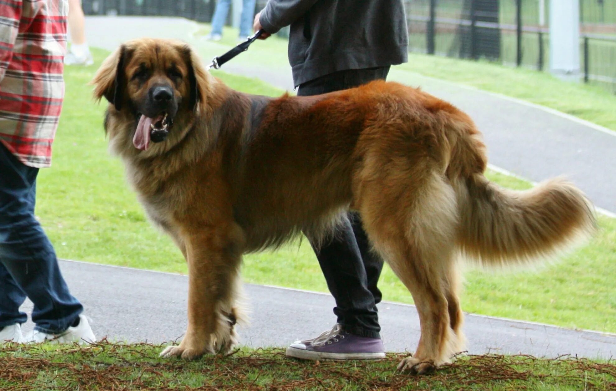 Огромная собака порода. Порода собак Леонбергер. Леонбергер и тибетский мастиф. Леонбергер и Сенбернар. Мастиф Зевс.