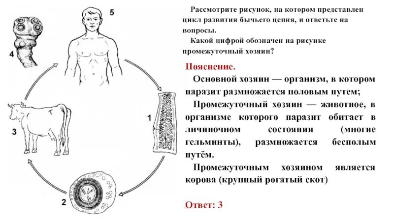 Жизненный цикл бычьего цепня начиная с яиц