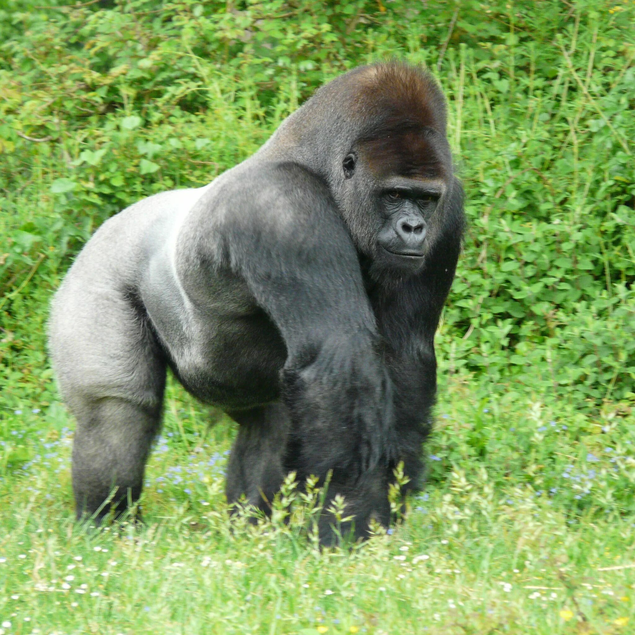 Gorilla animal. Сильвербэк горилла. Горилла Исабукуру. Белоспинная горилла. Горные гориллы Африки.