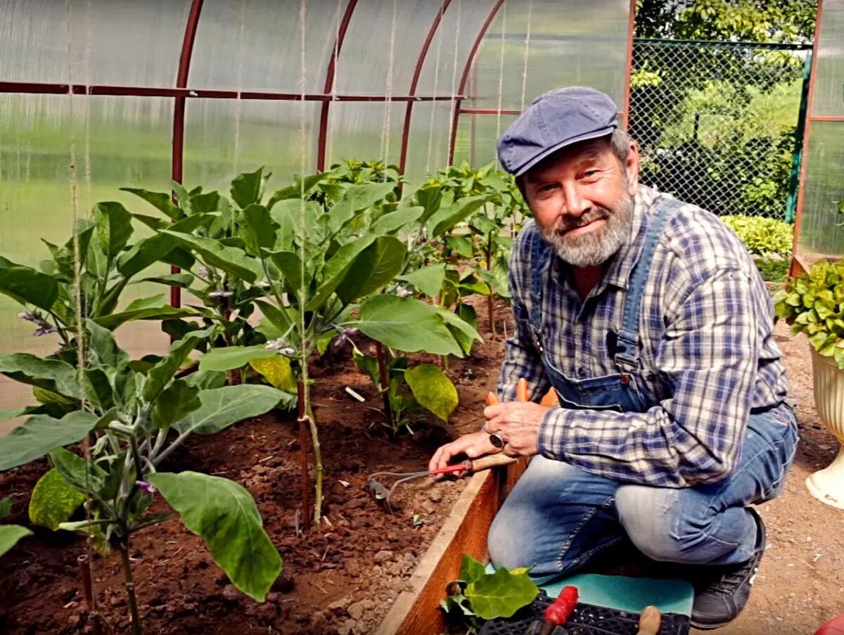 Баклажаны формирование куста. Формируем баклажаны в теплице. Пасынкование баклажанов. Формировка куста баклажана. Баклажаны формирование куста.