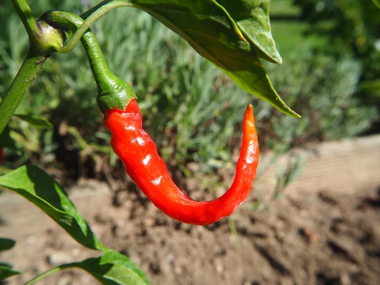 Chilli pepper. Перчик красный острый Чили. Перец Chili. Перец красный Чили стручковый. Перец острый датч Чили.