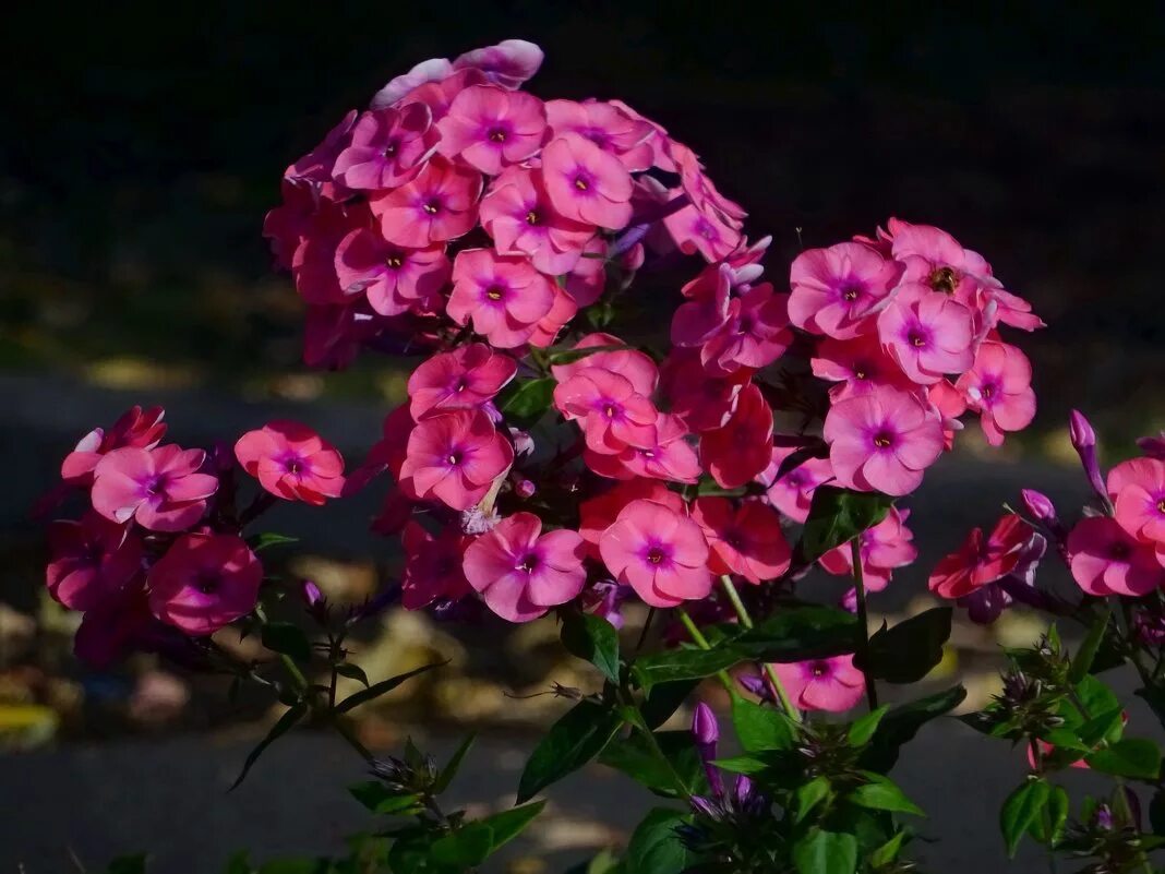 флокс флоре