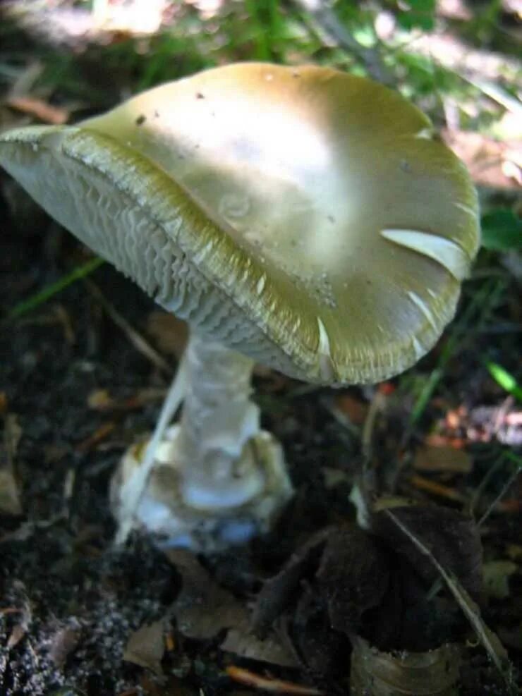 Бледная поганка гриб. Amanita phalloides гриб. Поганка обыкновенная. Лесные поганки.