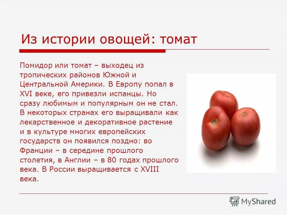 Как решить в магазин завезли овощи. О помидорах кратко. Презентация на тему помидор. Рассказ о томате. История происхождения помидора.