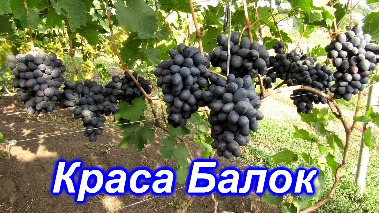 Краса Балок Виноградина.РФ