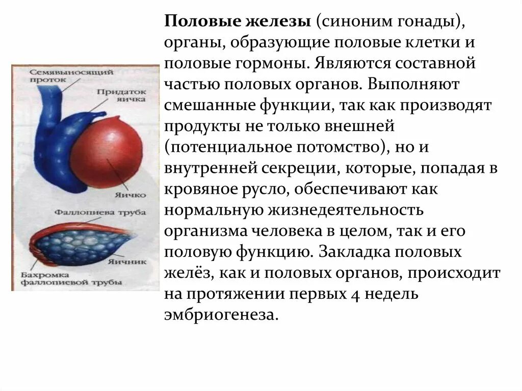 1 мужские половые железы. Характеристика половых желез. Половые железы гормоны и характеристика. Половые железы расположение строение гормоны и их роль. Возрастные особенности половых желез.