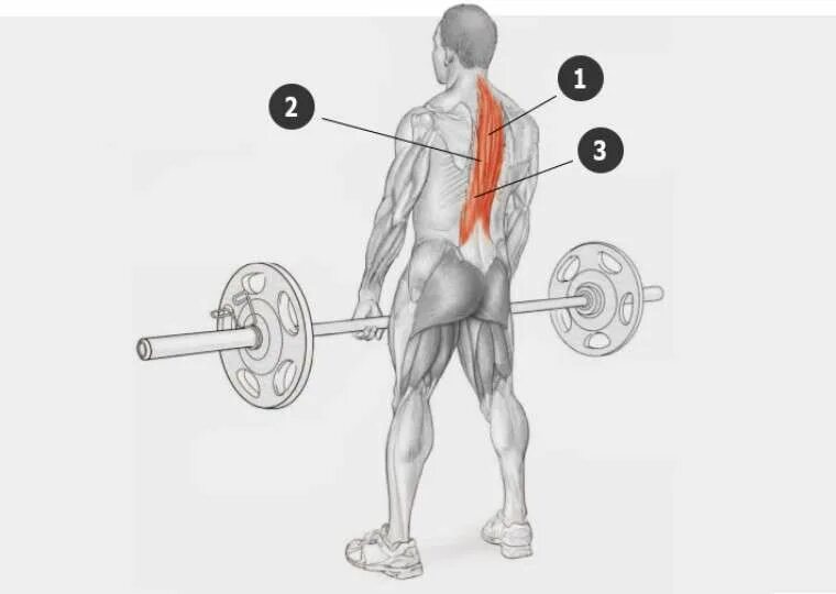 Как накачать длинную. Упражнения для продольных мышц спины. Длинные мышцы спины упражнения. Упражнения на выпрямители спины. Мышцы разгибатели спины упражнения.