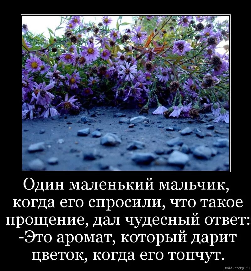 Я всем прощение дарую. Фразы про цветы. Афоризмы про цветы. Цитата на тему цветы. Высказывания про цветы.