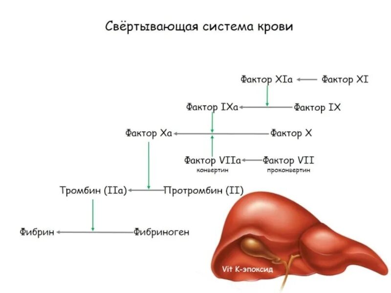 Свертывание крови печень. Свертывающая система крови. Протромбин тромбин фибриноген фибрин. Свертывающая и противосвертывающая системы крови. Протромбин в тромбин.