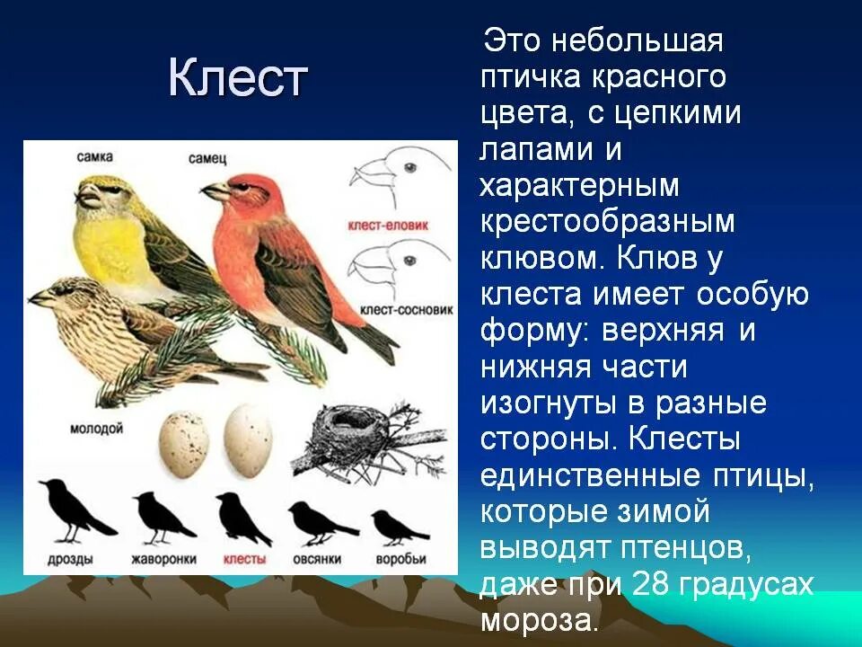 Сравнение птиц 3 класс. Клест экологическая группа птиц. Клест еловик информация. Клест интересные факты. Клест описание.