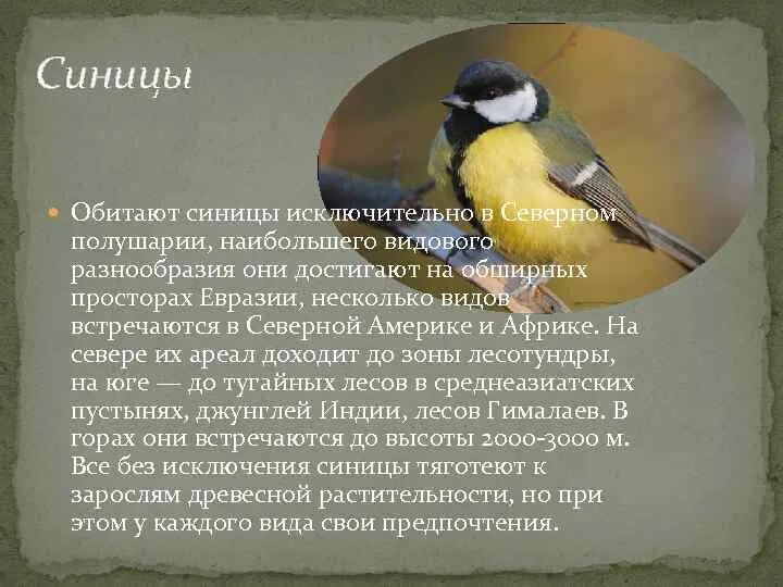 Синица обитает. Синица лазоревка местообитание. Ареал обитания синичек. Место обитания синицы.