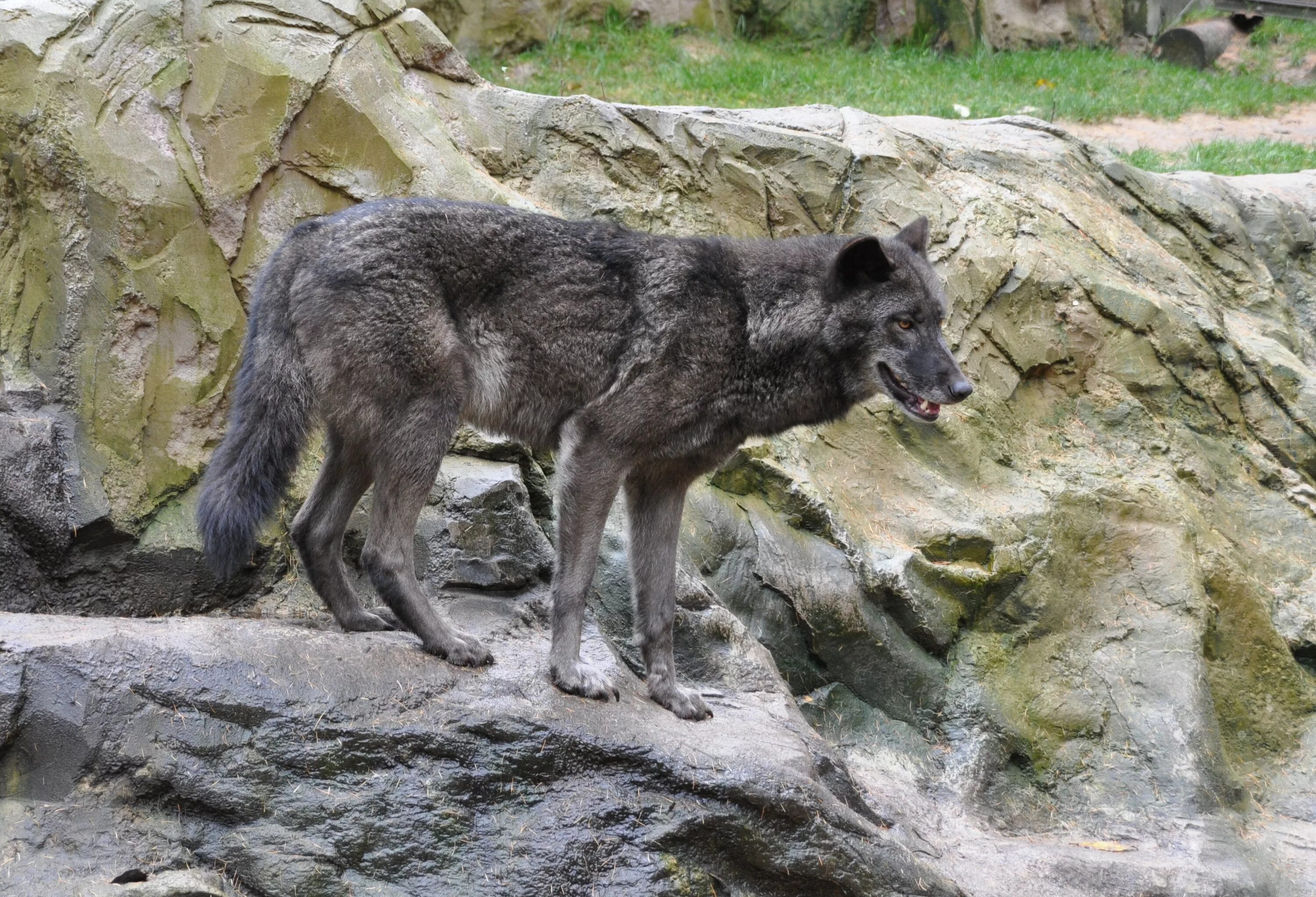 Волк долины маккензи черный. Canis lycaon. Плакат с волком борисом. Волк ликаон. Восточный волк.