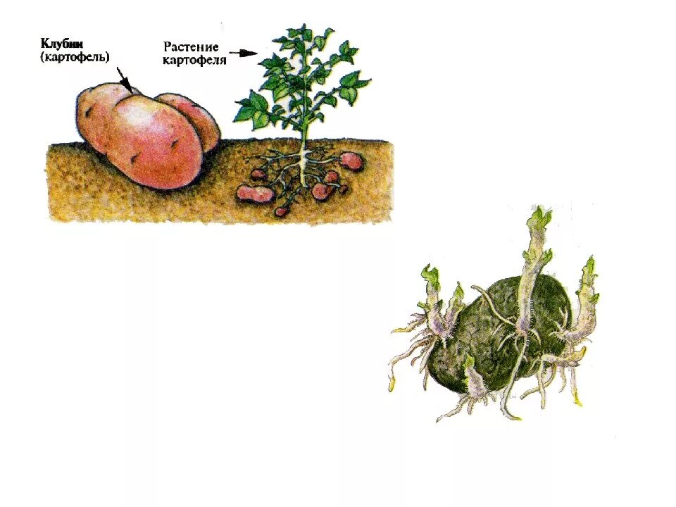 Размножение клубнями клубни. Вегетативное размножение клубнями. Способ вегетативного размножения клубень картофеля. Способ размножения картофеля клубнями. Клубень картофеля и ус земляники