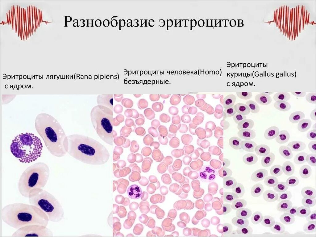 Эритроциты позвоночных животных. Форма эритроцитов у рыб. форма эритроцитов в крови лягушки. эритроциты птиц. эритроциты птиц и млекопитающих.