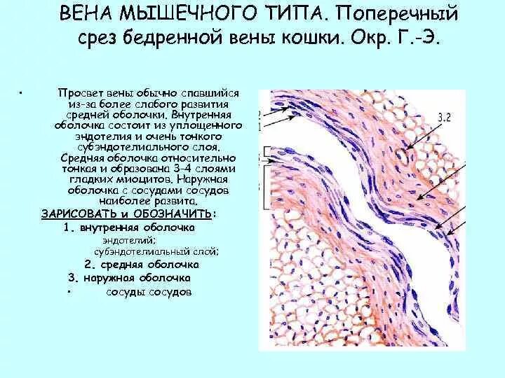 Вены мышечного типа примеры Гистология сердечно-сосудистой системы презентация