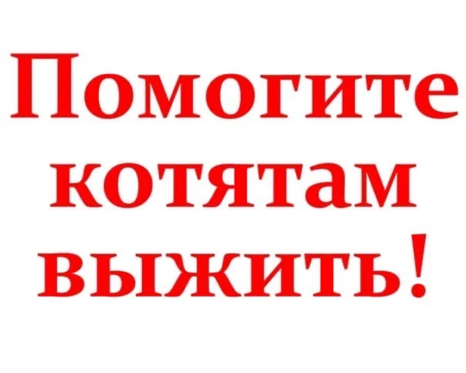 Нужна помощь в подборе. Помогите спасти котят. помогите котятам выжить. котятам нужна помощь. нужнанужна помощь котяткам.