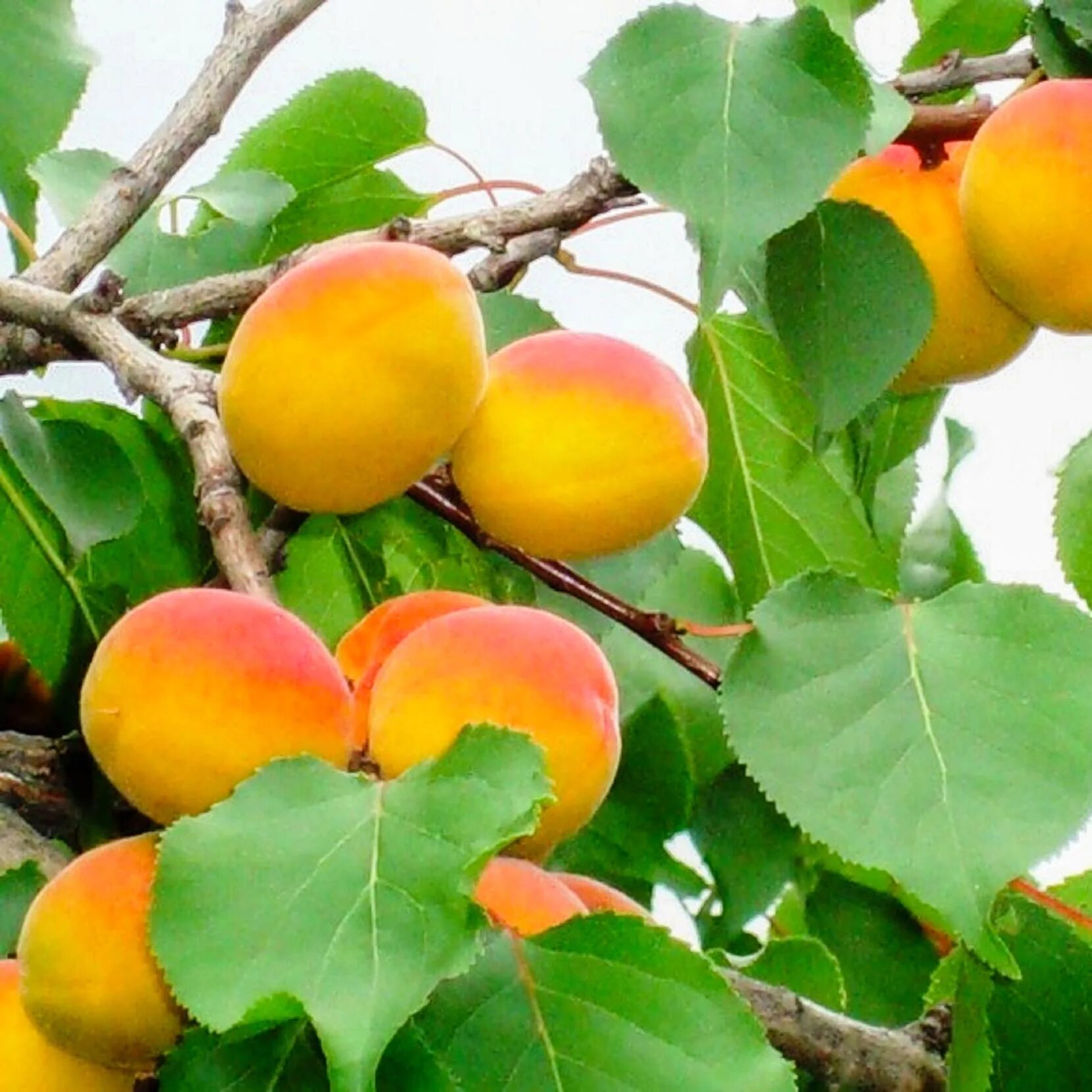 Абрикос эрли блаш. Абрикос сорт саратовский рубин. Саженцы абрикоса супериор. Абрикос кичигинский дерево. Абрикос "орловчанин" саженец.